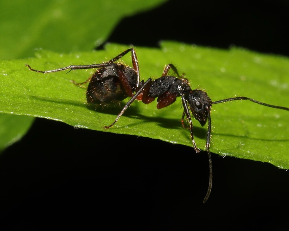 Formiga carpinteira — controle de formigas