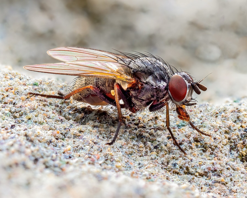 Mosca doméstica — controle de moscas