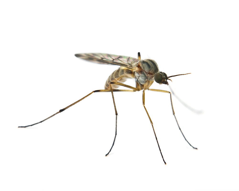 Mosquito — controle de mosquitos