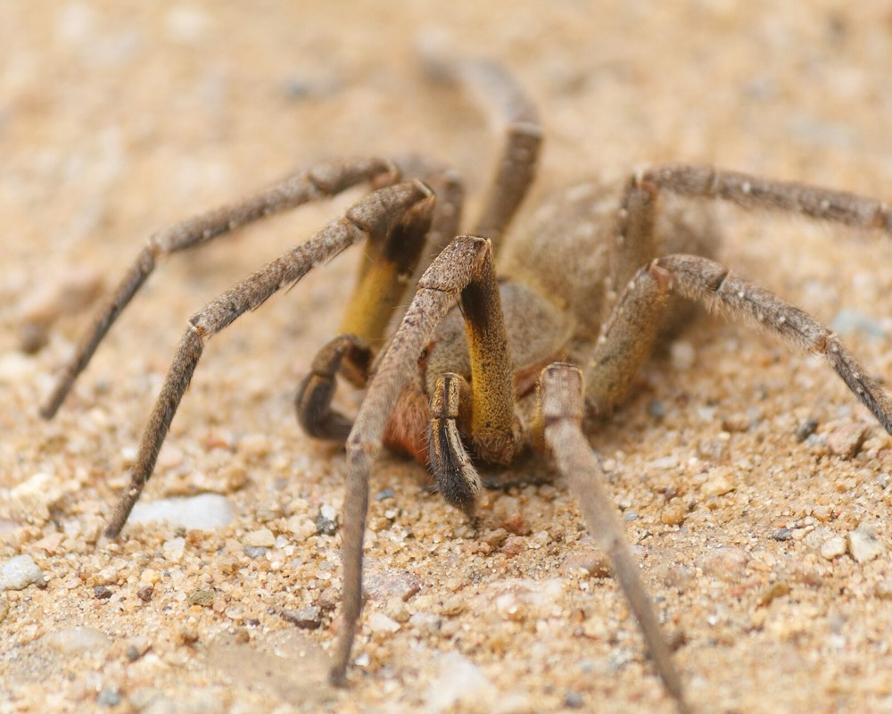 Aranha armadeira — controle de aranhas